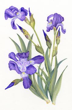 a drawing of purple flowers with green leaves