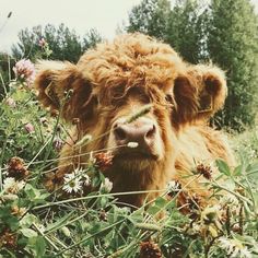 a brown cow laying in the grass with flowers around it's neck and nose