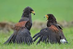 two large birds sitting in the grass with their wings spread out and facing each other