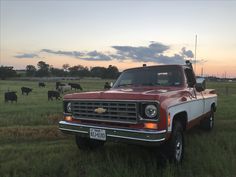 an old red truck parked in the middle of a field with cows grazing behind it