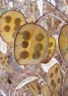 some leaves with brown spots on them hanging from a tree