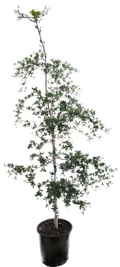 a small tree in a black pot on a white background