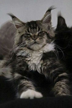 a cat laying on top of a black blanket