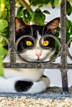 a black and white cat with yellow eyes looking through a gate