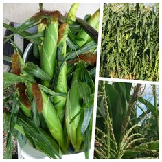 several pictures of green plants with leaves and brown spots on them, including corn stalks