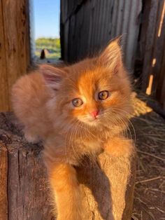 an orange kitten sitting on top of a wooden post