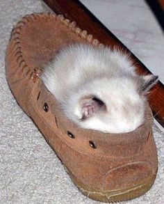 a white kitten sleeping in a brown shoe