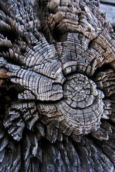 an old tree trunk that has been cut down