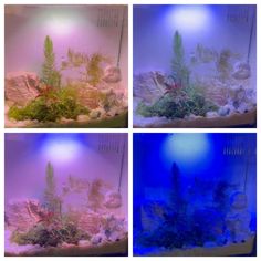 four different types of fish in an aquarium with blue lights on the sides and bottom