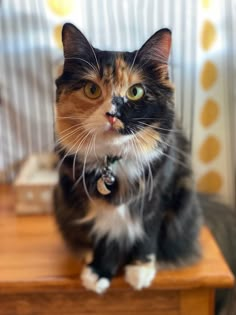 a calico cat sitting on top of a wooden table next to a window with curtains