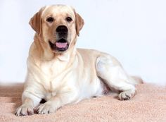 a large yellow dog laying on top of a carpeted floor next to a white wall