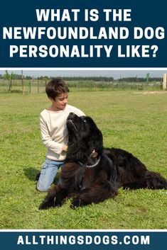 a young boy is petting a large black dog in a field with the words, what is the newfoundland dog personality like?