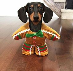 a dachshund dog sitting on the floor holding a stuffed toy