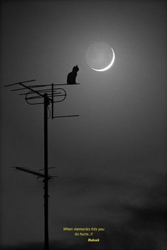 a black and white photo with a cat sitting on top of a telephone pole under the moon