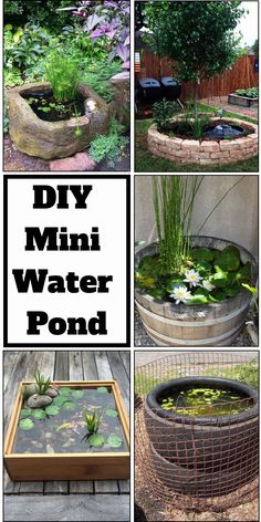 several pictures of different types of water plants in pots and on the ground with text overlay that says diy mini water pond