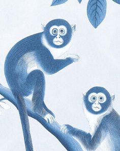 two monkeys are sitting on a tree branch