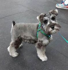 a small gray dog standing on top of a sidewalk