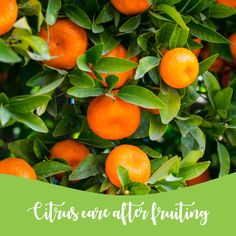 an orange tree with green leaves and the words citruss are after fruiting on it