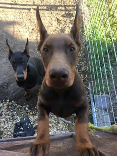 two dogs standing next to each other on top of a wooden table in front of a fence