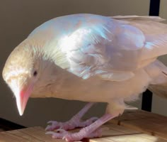 a white bird is standing on a piece of wood