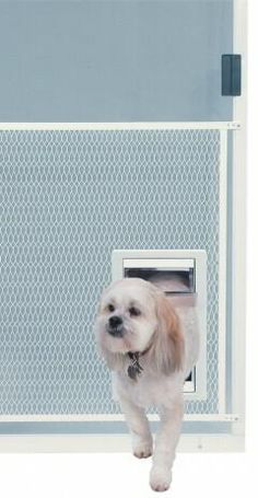 a small white dog standing in front of an open door to its kennels