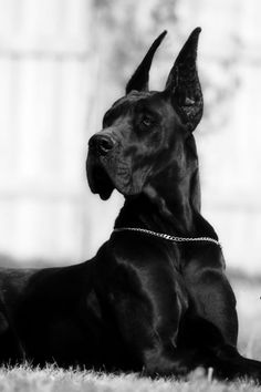 a large black dog laying in the grass