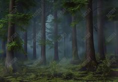 Foggy Forest Backdrop - Gatsby Backdrop Forest Backdrop, Trees Photography, Forest Backdrops, Pregnant Wedding, Forest Background, Foggy Forest, Studio Props, Background Photo, Deep Forest