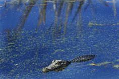 an alligator is swimming in the water