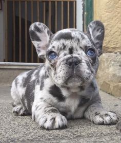 a puppy with blue eyes is laying on the ground in front of a door and looking at the camera