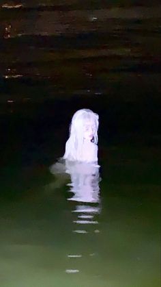 there is a white dog floating in the water