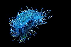 a blue sea anemone is lit up in the dark with lights on it