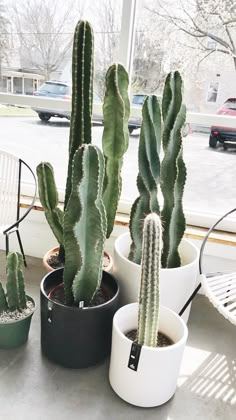 three potted cacti on a table in front of a window