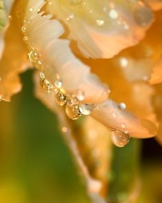 drops of water on the petals of an orange flower