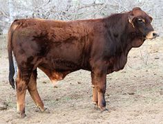 a brown cow standing on top of a dirt field