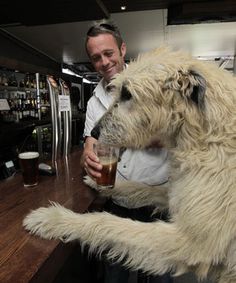 a man sitting at a bar with a dog on his lap