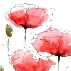 Draw Poppies, Poppy Drawing Watercolor, Poppy Watercolor Painting Simple, Watercolour Poppy, Line And Wash Watercolor, Red Poppies Watercolor, Line And Wash, Water Colour Painting Flowers Red Poppies, Watercolor Home