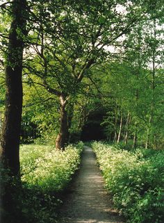 a dirt path surrounded by trees and bushes