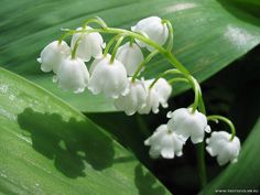 lily of the valley flowers are blooming on green leaves