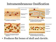 the diagram shows different stages of ossification in an animal's body and how it