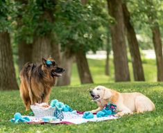 two dogs are sitting in the grass with toys