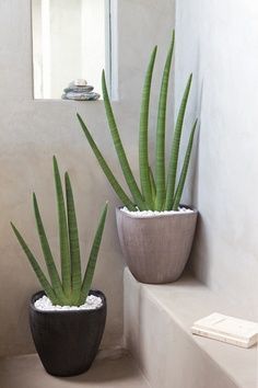 two potted plants sitting next to each other