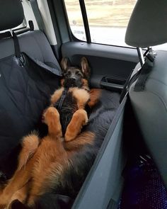 a dog laying in the back seat of a car with it's paws up