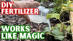 a person pouring water into a garden with plants in the background and text overlay that reads diy fertilizer works like magic