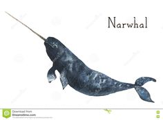 narwhale whale with long tail watercolor painting on white background stock photo