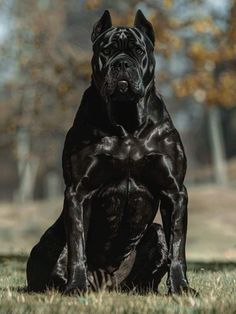 a large black dog sitting in the grass