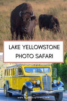 two bison standing next to each other on the side of a road with text overlay that reads lake yellowstone photo safari