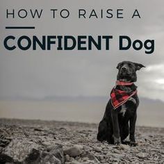 a black dog wearing a red bandana sitting on rocks with the title how to raise a confident dog