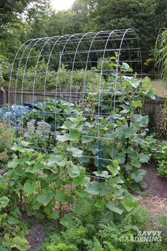 an outdoor garden with many plants growing in it