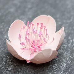 a pink flower sitting on top of a black table next to a gray wall and floor