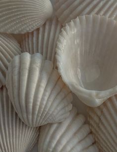 several white seashells are stacked together on the table